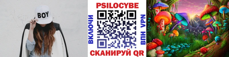 купить наркоту  Красный Сулин  Псилоцибиновые грибы Cubensis 